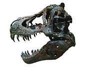 T-rex skull 5.jpg