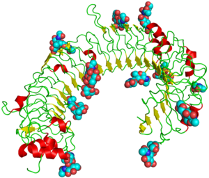 Toll-Like Receptor