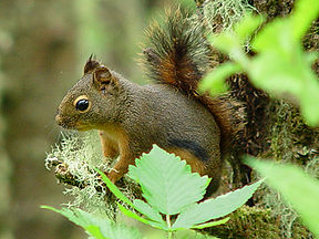 Douglas squirrel near the Oregon Coast