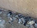 Thumbnail for Western black-headed snake