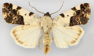 <i>Tarache aprica</i> Species of moth