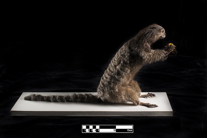 File:Taxidermy specimen of a Black-tufted marmoset (Callithrix penicillata).jpg