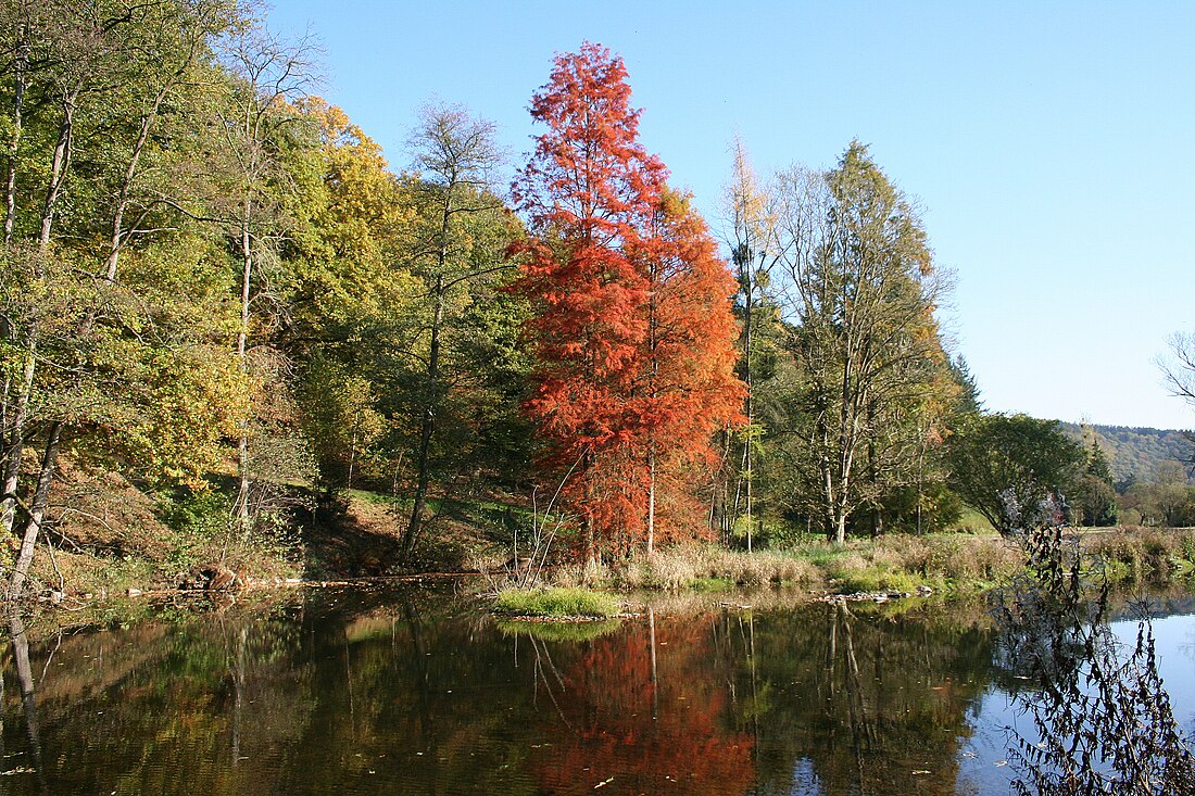 File:Taxodium distichum (Rendeux) JPG1.jpg