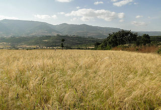 Mojo, Oromia Town in Oromia Regional State, Ethiopia