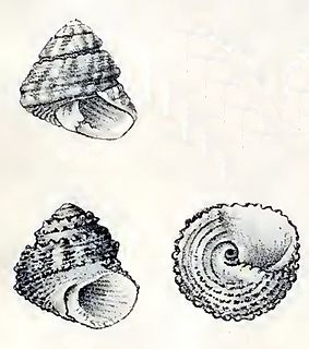 <i>Tegula rubroflammulata</i> species of mollusc