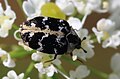 Teppichkäfer Anthrenus scrophulariae