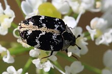 Teppichkäfer Anthrenus scrophulariae 0256.jpg