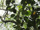 Terminalia bellirica (Bastard myrobalan) leaves in RDA, Bogra