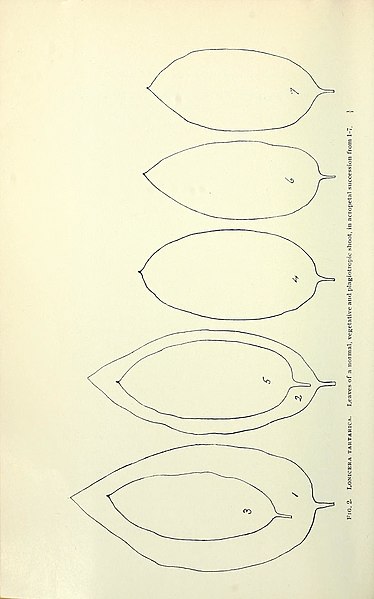 File:The Canadian record of science (1903) (20506028096).jpg