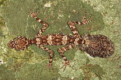Description de l'image The Cape Melville Leaf-tailed Gecko (Saltuarius eximius). Photo by Conrad Hoskin.jpg.