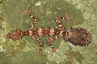 Cape Melville leaf-tailed gecko species of reptile