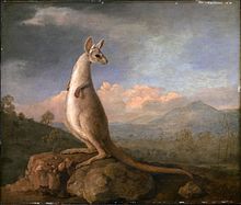 Kangaroo - Wikipedia