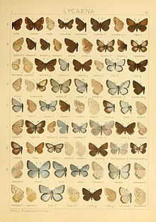 Yang Macrolepidoptera of the world (Taf. 80) (8145301924).jpg