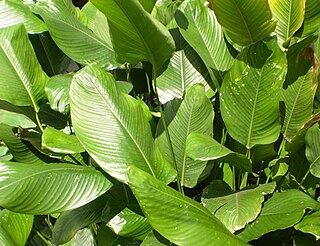 <i>Stachyphrynium</i> Genus of flowering plants