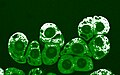 24 December: The production and diffusion of nitric oxide (NO) (white) in the cytoplasm (green) of clusters of conifer cells one hour after mechanical agitation.