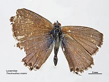 Theclinesthes-miskini dorsal.jpg