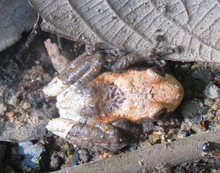 Theloderma asperum found on Fraser's Hill Theloderma asperum.png