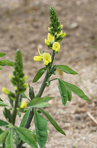 Thermopsis fabacea 01.jpg