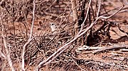 Thumbnail for Thick-billed grasswren