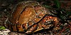 Three-toed box turtle (Terrapene triunguis), in situ, Walker County, Texas