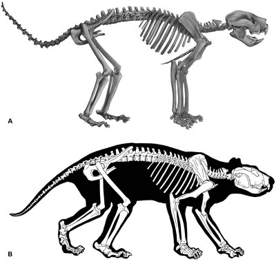 Thylacoleonidae