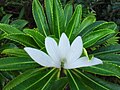 Tiare 'apetahi, fleur endémique de l'île
