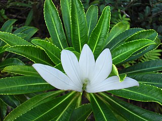 <i>Apetahia</i> Genus of flowering plants