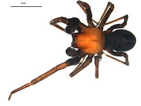 Beskrivelse av bildet Titanoeca nivalis m.jpg.
