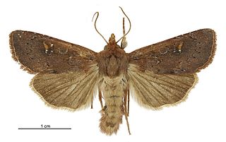 <i>Tmetolophota alopa</i> Species of moth