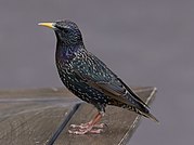 Toulouse - Sturnus vulgaris - 2012-02-26 - 2.jpg