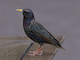 Sturnus Vulgaris: Taxonomía, Descripción, Comportamientu y ecoloxía