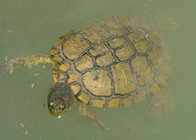 Trachemys decussata.jpg