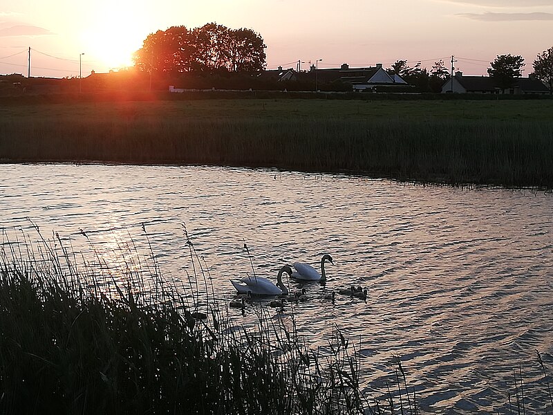 File:Tralee Bay Swans.jpg