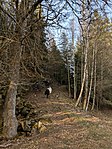 Två personer går upp för en backe i Tranhults naturreservat