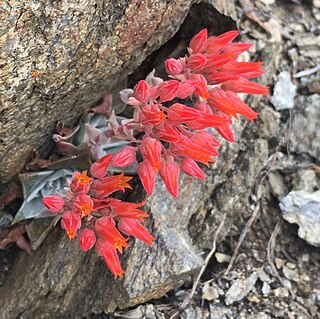 <i>Dudleya cymosa <span style="font-style:normal;">subsp.</span> pumila</i> Subspecies of plant