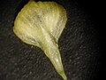 Trifolium campestre upper part of the flower