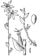 Triodanis perfoliata biflora BB-1913.png
