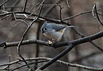 Thumbnail for File:Tufted titmouse (10063).jpg