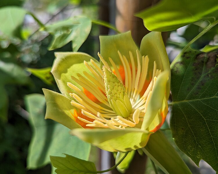 File:Tulip tree flower at Scripps College.jpg