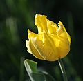 'Texas Gold'