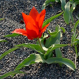 Tulipa eichleri in Jardin des plantes 2.jpg