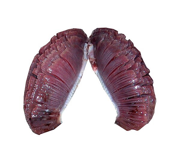 The red gills inside a detached tuna head (viewed from behind)