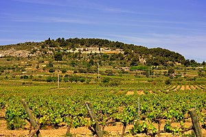 Vilafranca Del Penedès: Topònim, Història, Demografia