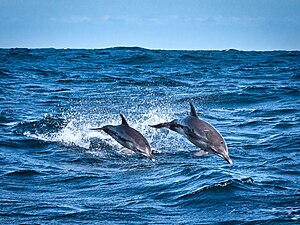 Two dolphins jump.jpg