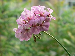 Pelargonium graveolens