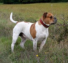 UKC Olde English Bulldogge Femelle.jpg