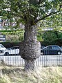 Ulmus minor 'Sarniensis'. Comiston Road, Edinburgh.jpg