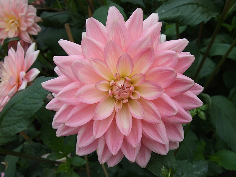 File:Unidentified Dahlia 2007 10010347.jpg