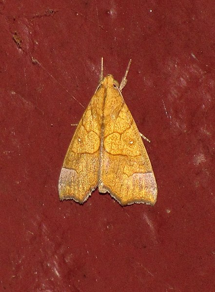 File:Unidentified moth 6504.jpg