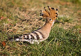 Foto af en hoopoe på jorden.